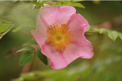 サンショウバラ