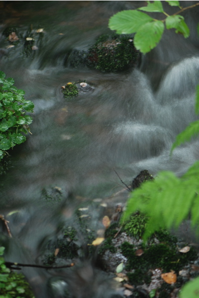 但馬高原植物園