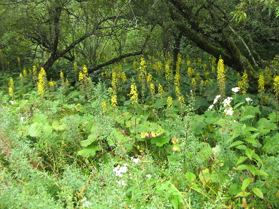 オタカラコウの群生
