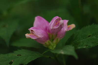 ジャコウソウモドキ