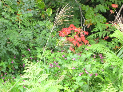 ツリフネソウと紅葉