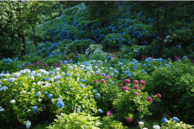 アジサイ園
