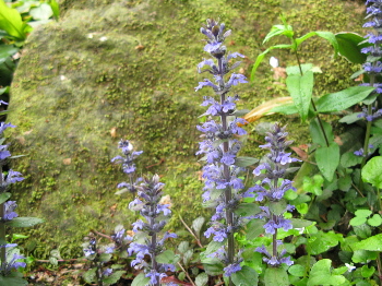 ajuga1.jpg