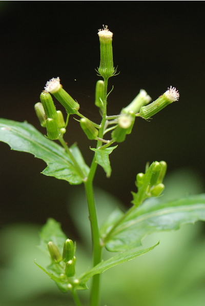 ベニバナボロギク