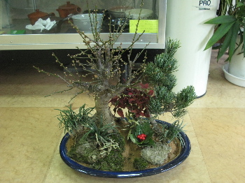 bonsai1.jpg