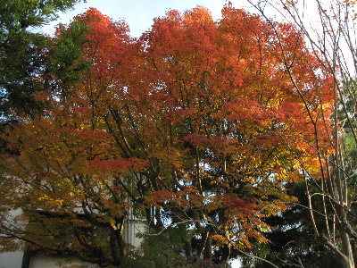 きれいに紅葉.jpg
