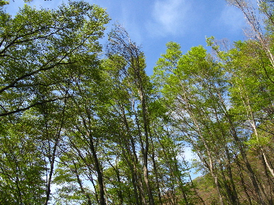 見上げるとぶな林3