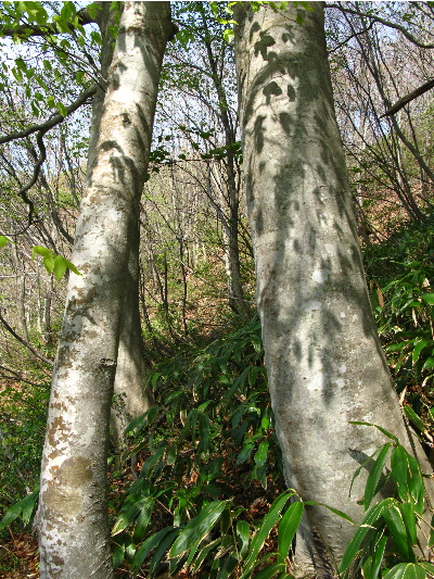 木の幹1