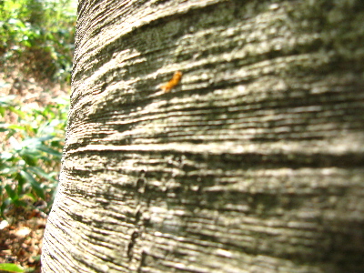 木の幹2