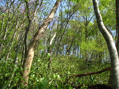 見上げるとぶな林1