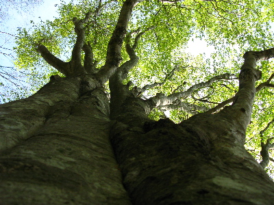 見上げるとぶな林2