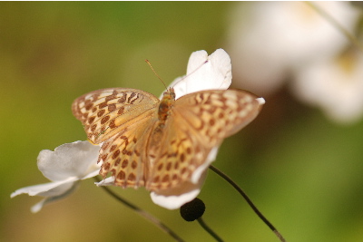 シュウメイギクに蝶