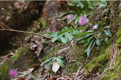 ショウジョウバカマ
