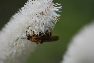 サラシナショウマにハチ