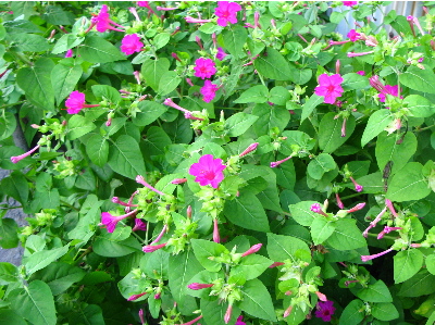 蕾が開いていました