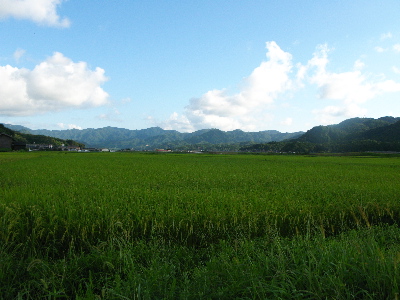 稲の収穫も近い