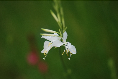 ハクチョウソウ