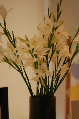 お客さんに花を頂きました