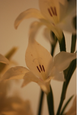 お客さんに花を頂きました2