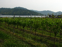 天橋立ワイナリー2