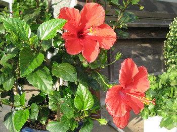 ハイビスカス.JPG