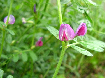 カラスノエンドウ
