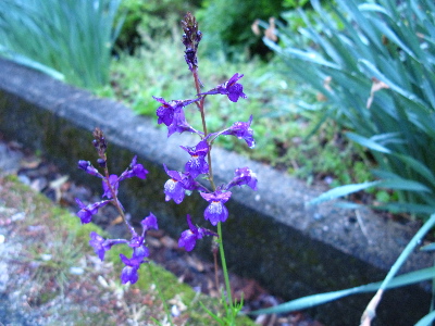 マツバウンラン