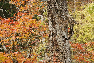 ブナの幹と紅葉1