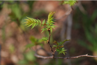 ホサキナナカマド