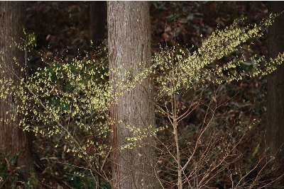 ヒュウガミズキ2