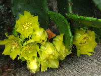 サボテンの花1