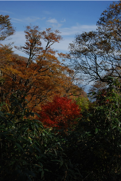 赤茶けた葉が増えてきました2