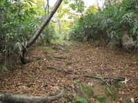 登山道2