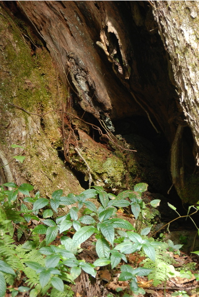 カツラの木、トチの木1
