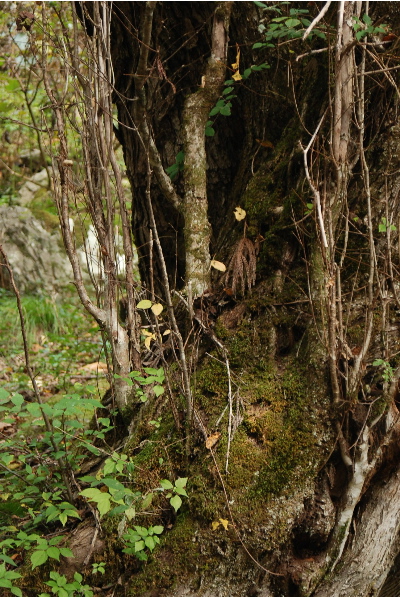 カツラの木、トチの木2