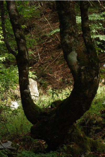 カツラの木、トチの木3