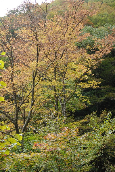 紅葉も始まっています