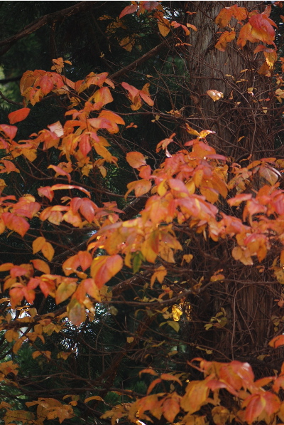 振り返っても、目の前も紅葉2