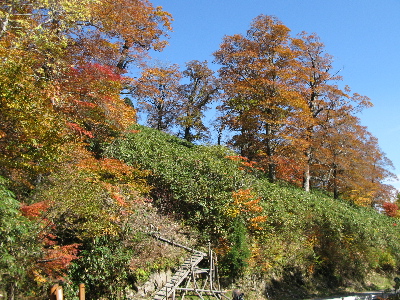 赤茶けた葉が増えてきました1