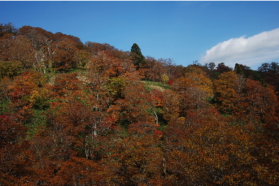 赤茶けた葉が増えてきました4