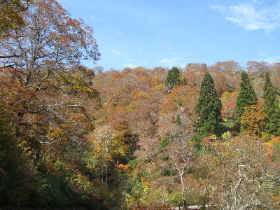 赤茶けた葉が増えてきました3