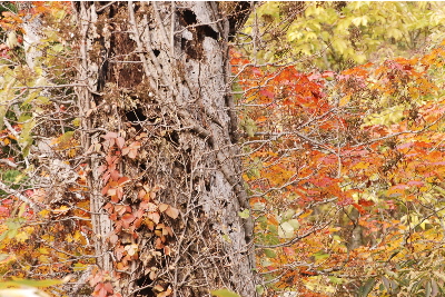 ブナの幹と紅葉2