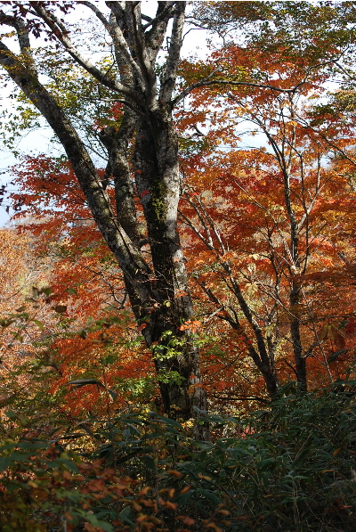 ブナの幹と紅葉3