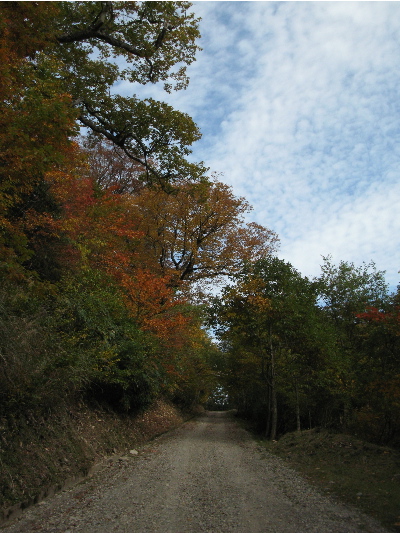 ブナ林のトンネル2