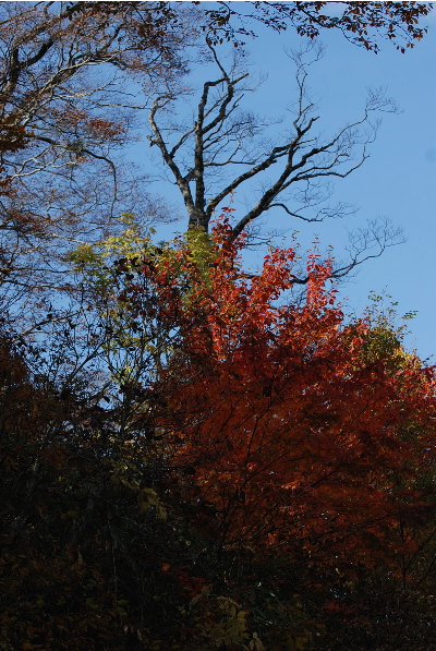 青空に紅葉