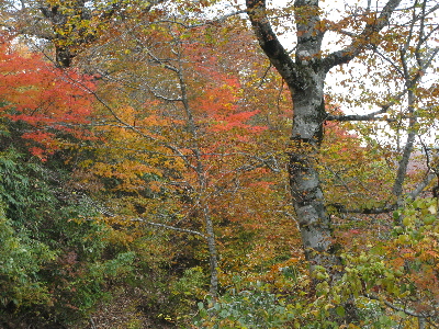 ブナの木、その周辺の紅葉