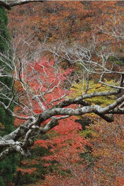 ブナの木、その周辺の紅葉3