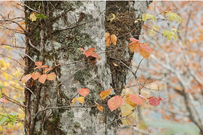 ブナの木、その周辺の紅葉2