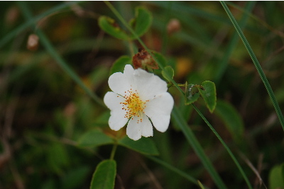 テリハノイバラ