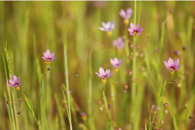 ニワゼキショウ